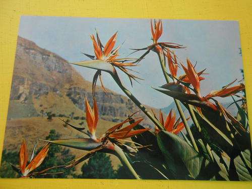 Vintage Post Card Strelitzias, Drakensberg Natal